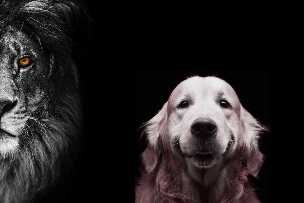 Making Your Golden Retriever Look Like A Lion 1 The Ultimate Guide To Making Your Golden Retriever Look Like A Lion