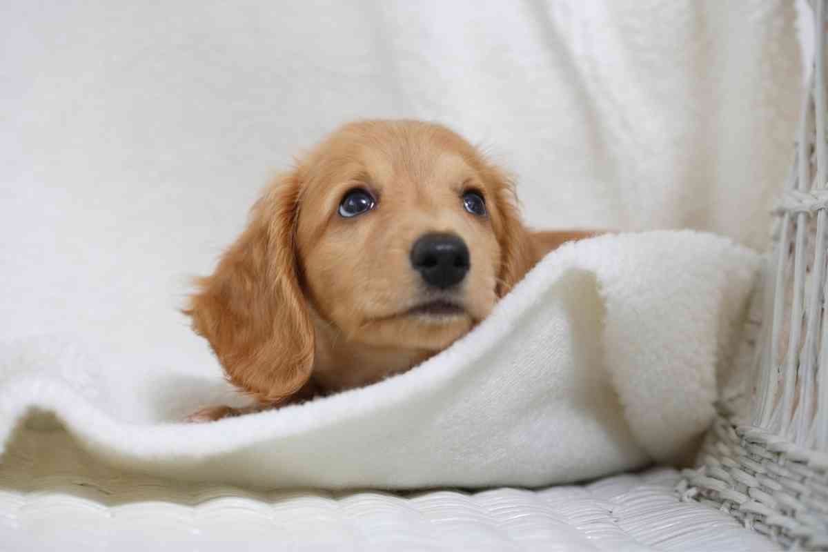 Methods To Keep Your Puppy Awake Before Bedtime 1 2 4 Proven Methods To Keep Your Puppy Awake Before Bedtime