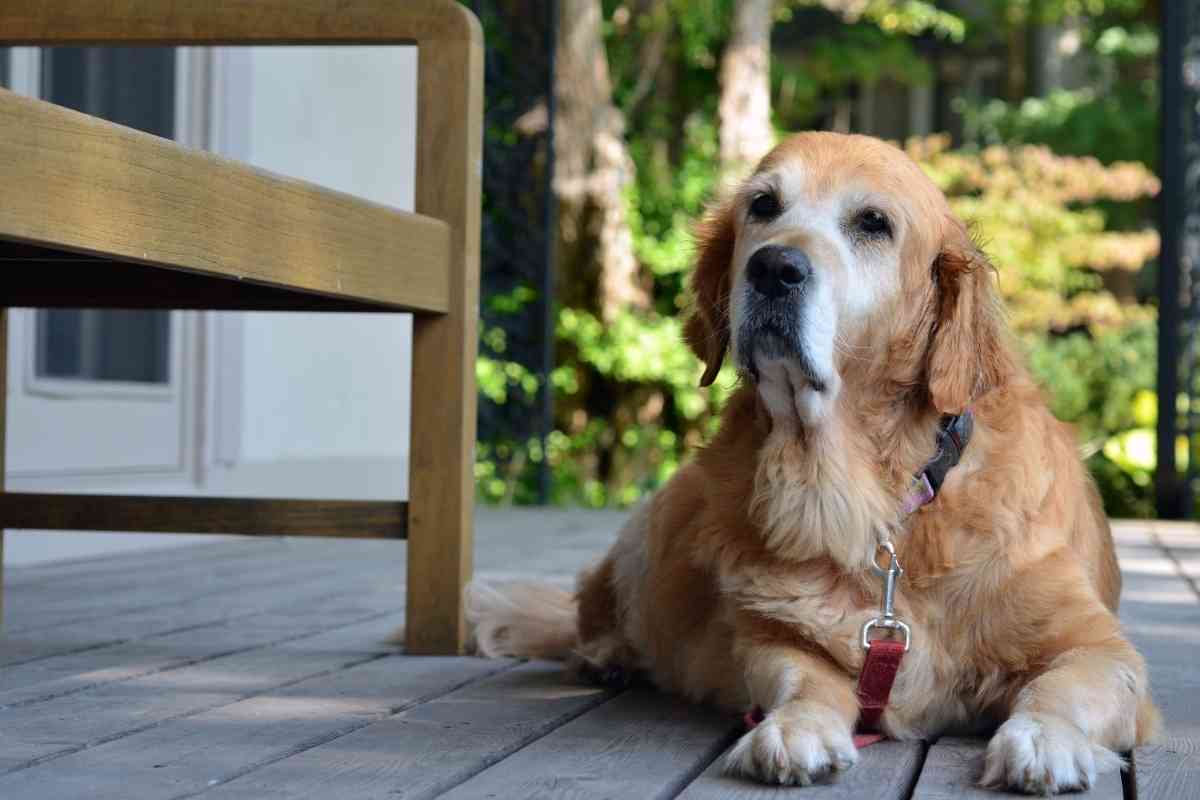 What Age Is Considered Old For A Golden Retriever 1 What Age Is Considered Old For A Golden Retriever?