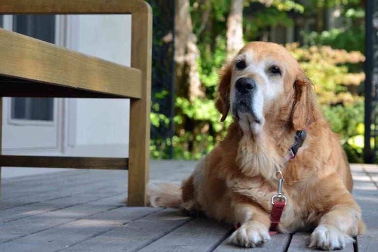 What Age Is Considered Old For A Golden Retriever?