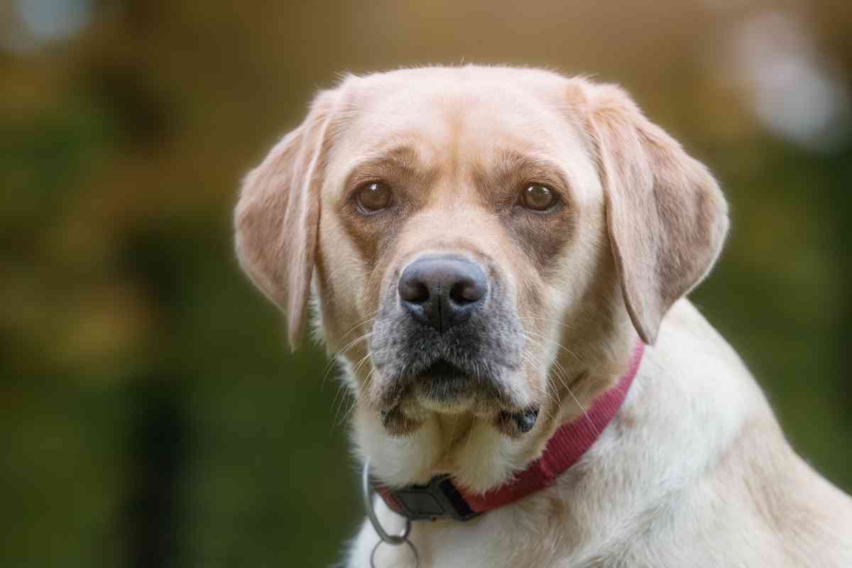 What Is Considered Old For A Labrador Retriever 1 What Is Considered Old For A Labrador Retriever?