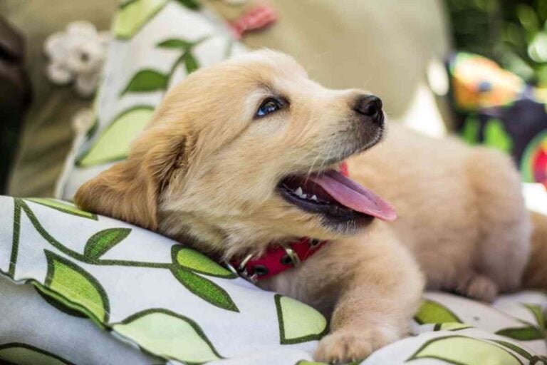 When Do Golden Retriever Puppy Teeth Fall Out? 4 Teething Signs
