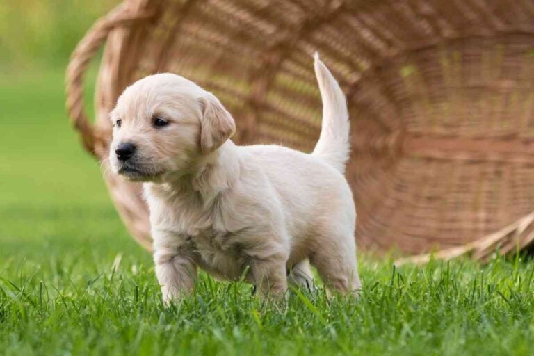 When Does A Golden Retriever Puppy’s Tail Get Fluffy?