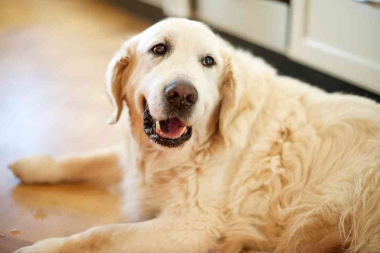 10-Year-Old Golden Retriever – What You Need to Know