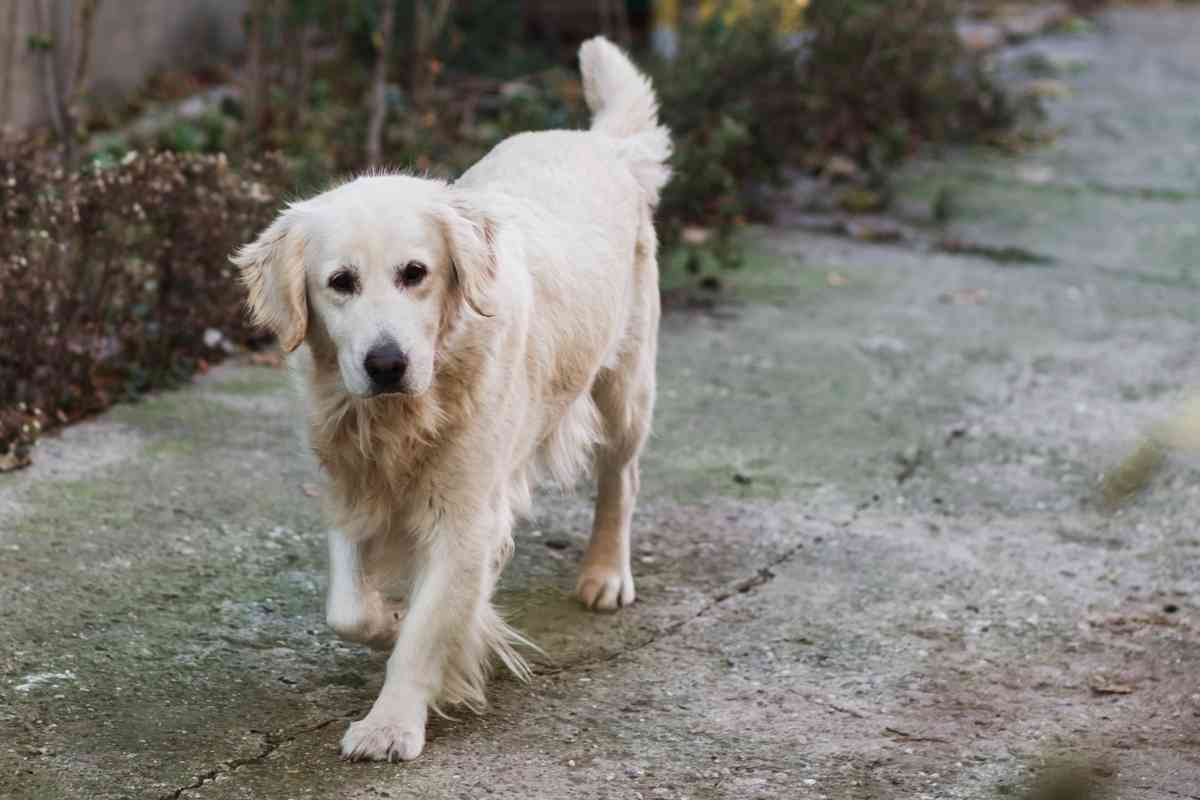 10 Year Old Golden Retriever 10-Year-Old Golden Retriever – What You Need to Know