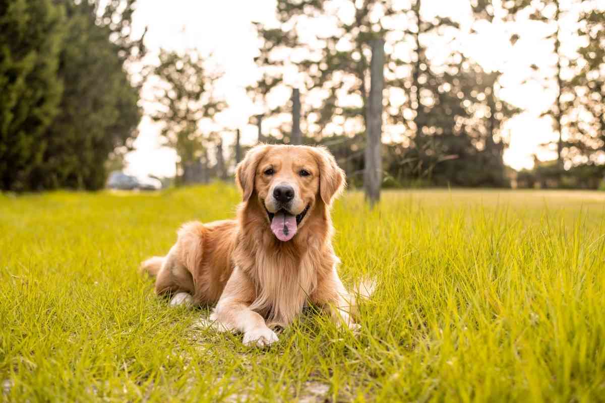2 Year Old Golden Retriever 1 1 2-Year-Old Golden Retriever – What You Need to Know