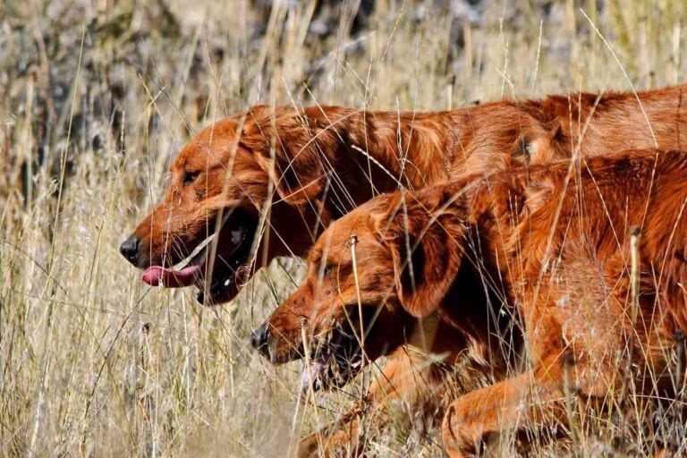 Are Golden Retrievers Hunting Dogs? The Truth!
