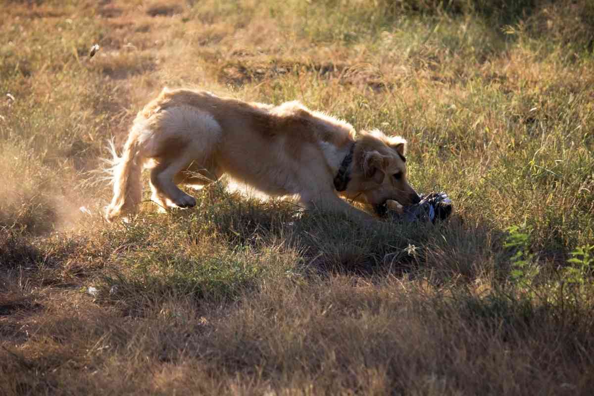 Are Golden Retrievers Hunting Dogs Are Golden Retrievers Hunting Dogs? The Truth!