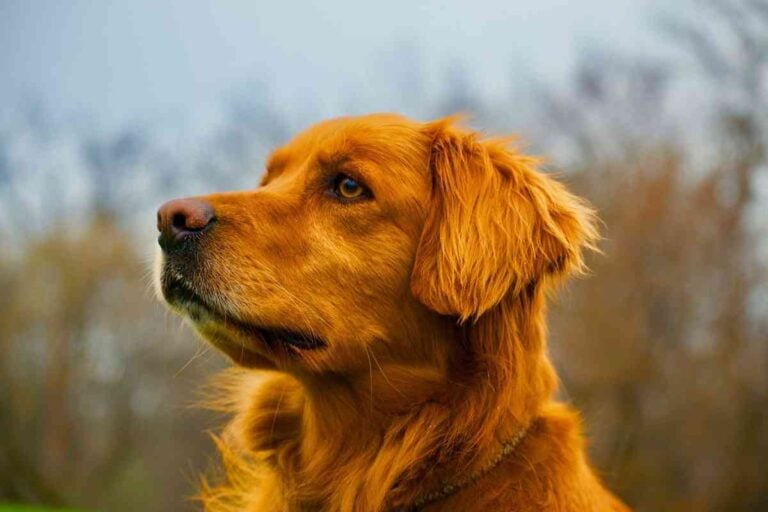 Are Golden Retrievers Ugly? The TRUTH!
