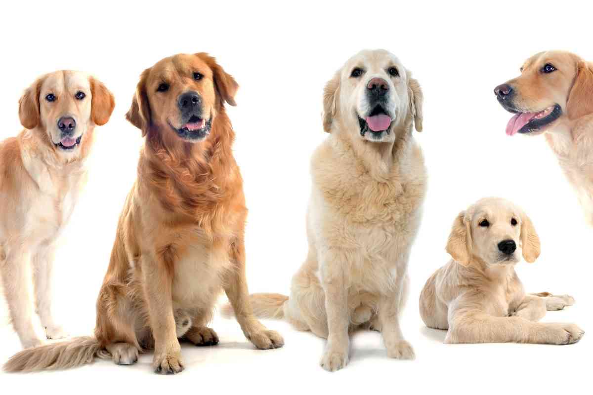 How Many Golden Retrievers Are In The World 1 1 How Many Golden Retrievers Are In The World? Answered!