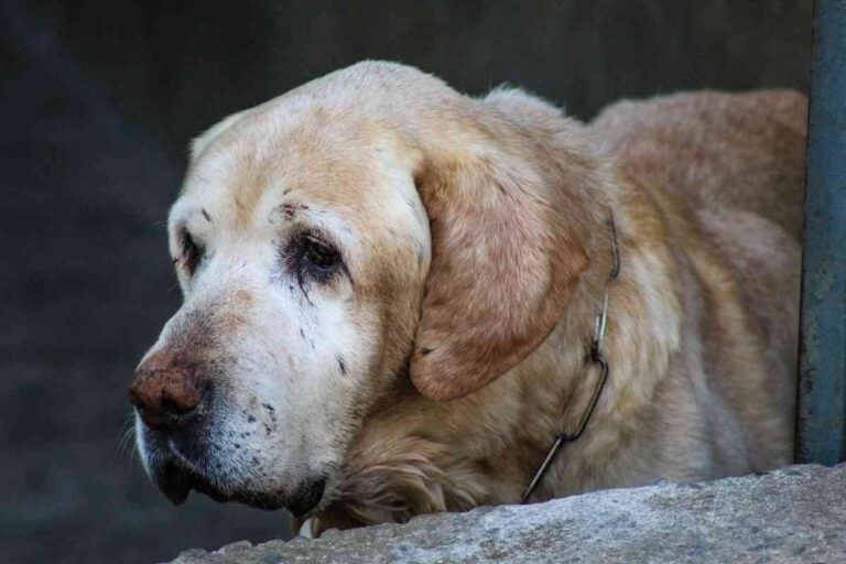 10-Year-Old Labrador Retriever – What You Need to Know