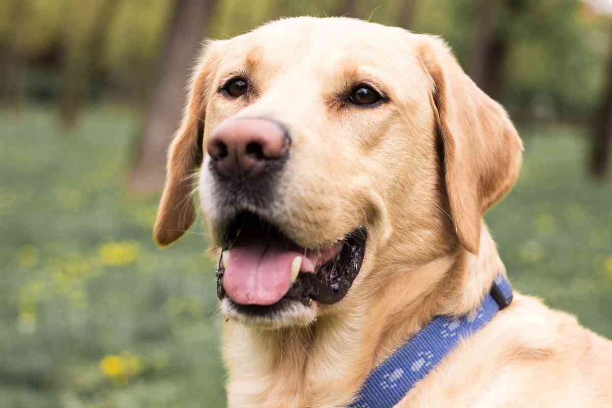 2 Year Old Labrador Retriever 1 1 2-Year-Old Labrador Retriever – What You Need to Know