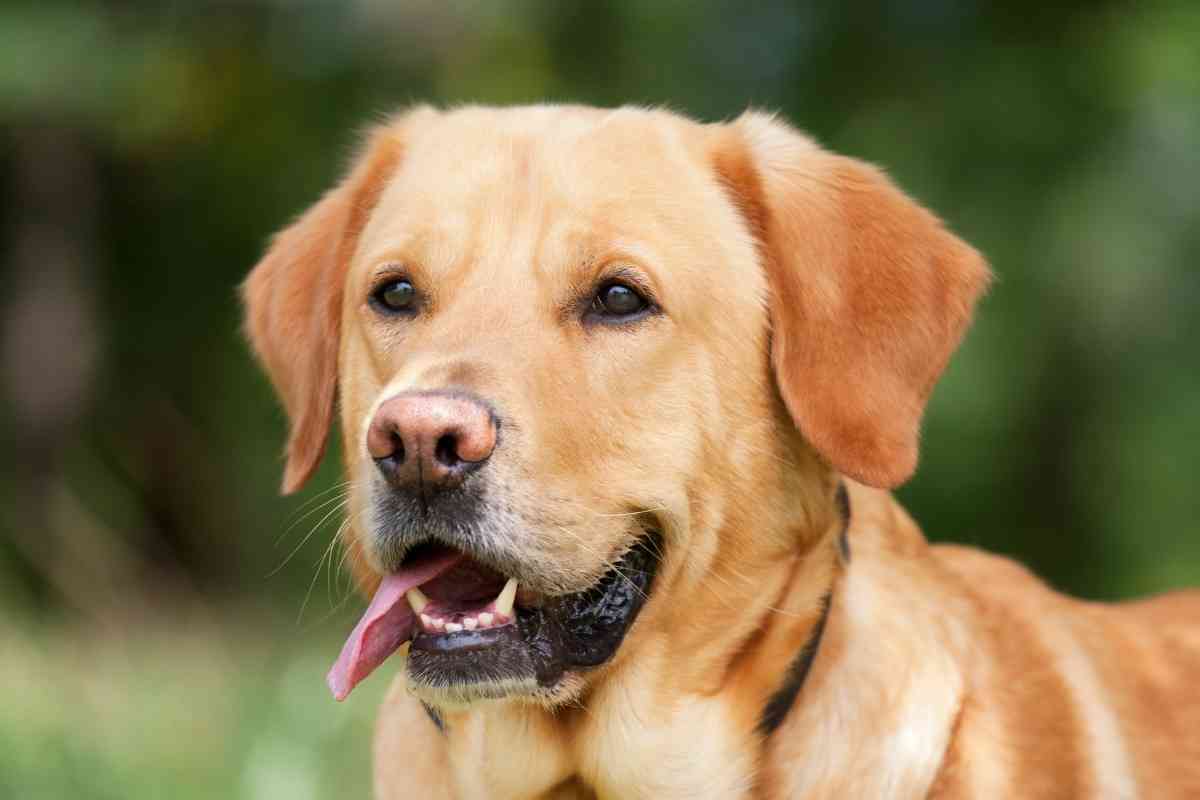 2 Year Old Labrador Retriever 1 2-Year-Old Labrador Retriever – What You Need to Know