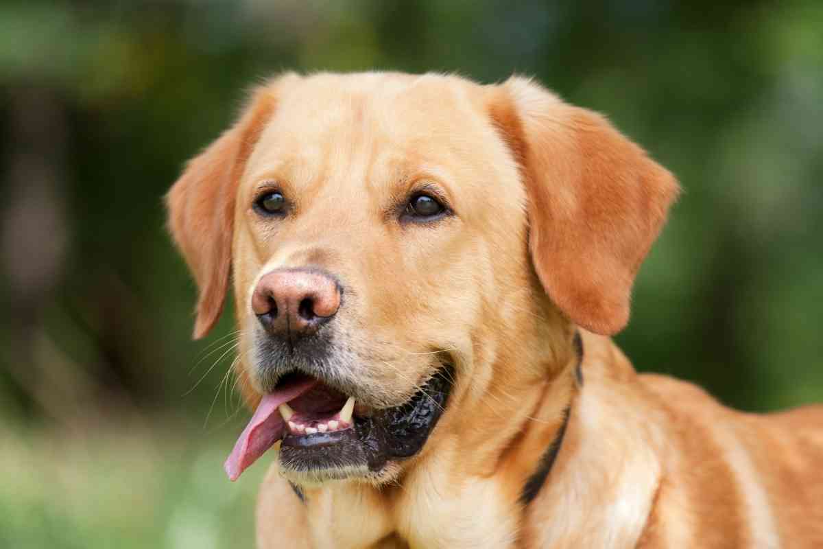 2 Year Old Labrador Retriever What You Need To Know Retriever 