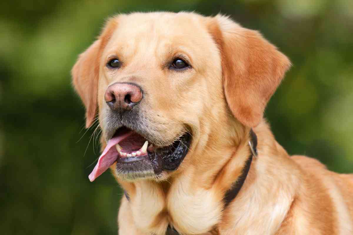 3 Year Old Labrador Retriever 1 1 3-Year-Old Labrador Retriever – What You Need to Know