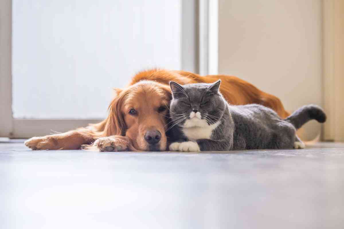 Are Cats Good With Golden Retrievers 1 1 Are Cats Good With Golden Retrievers? Explained!
