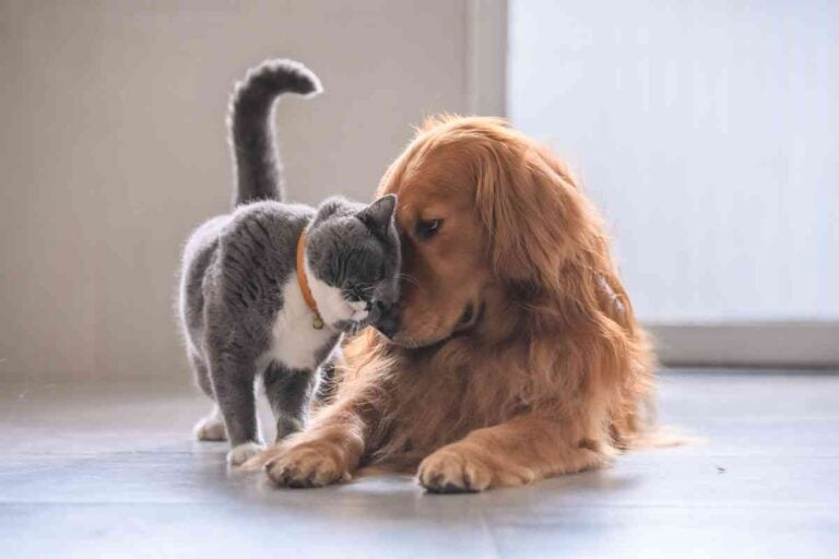 Are Cats Good With Golden Retrievers? Explained!