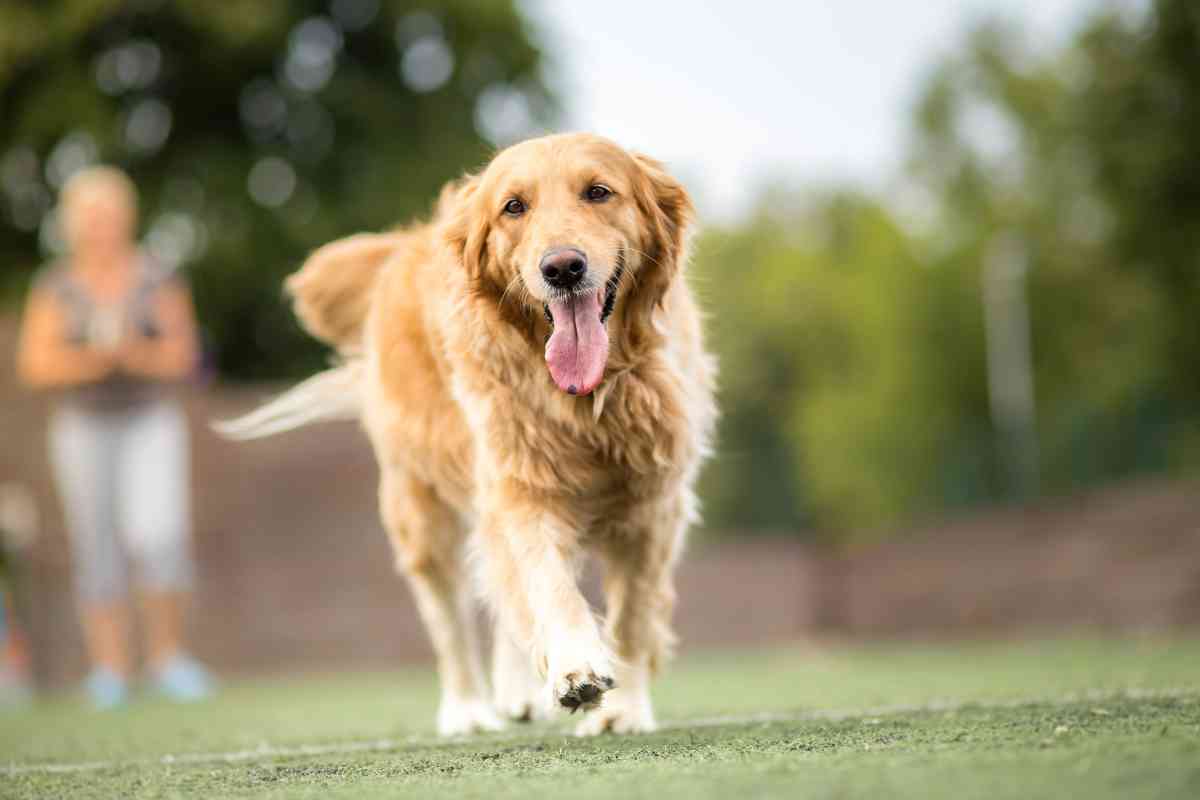 Are Golden Retrievers Good First Dogs Are Golden Retrievers Good First Dogs?