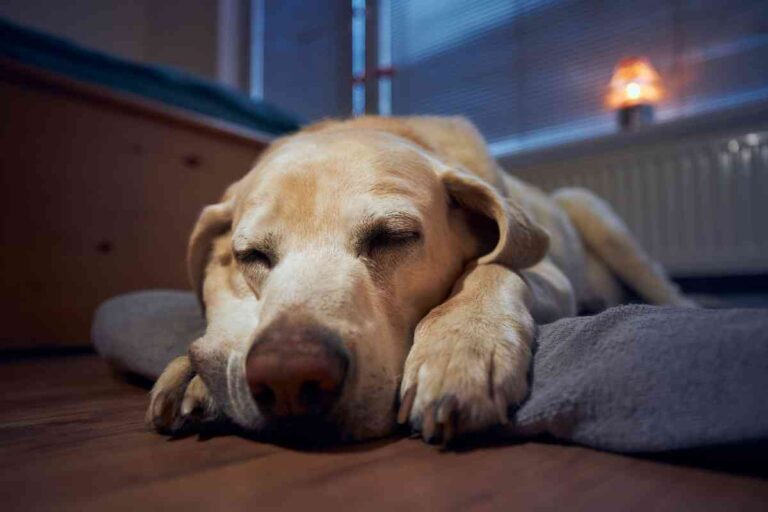 Are Labrador Retrievers Lazy? Solved!