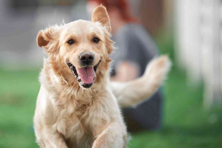 Why Are Golden Retrievers So Expensive? Retriever Advice