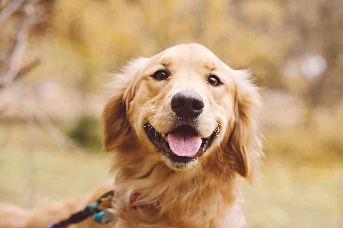 Why are Golden Retrievers so happy 1 1 9 Reasons Why Golden Retrievers Are So Happy