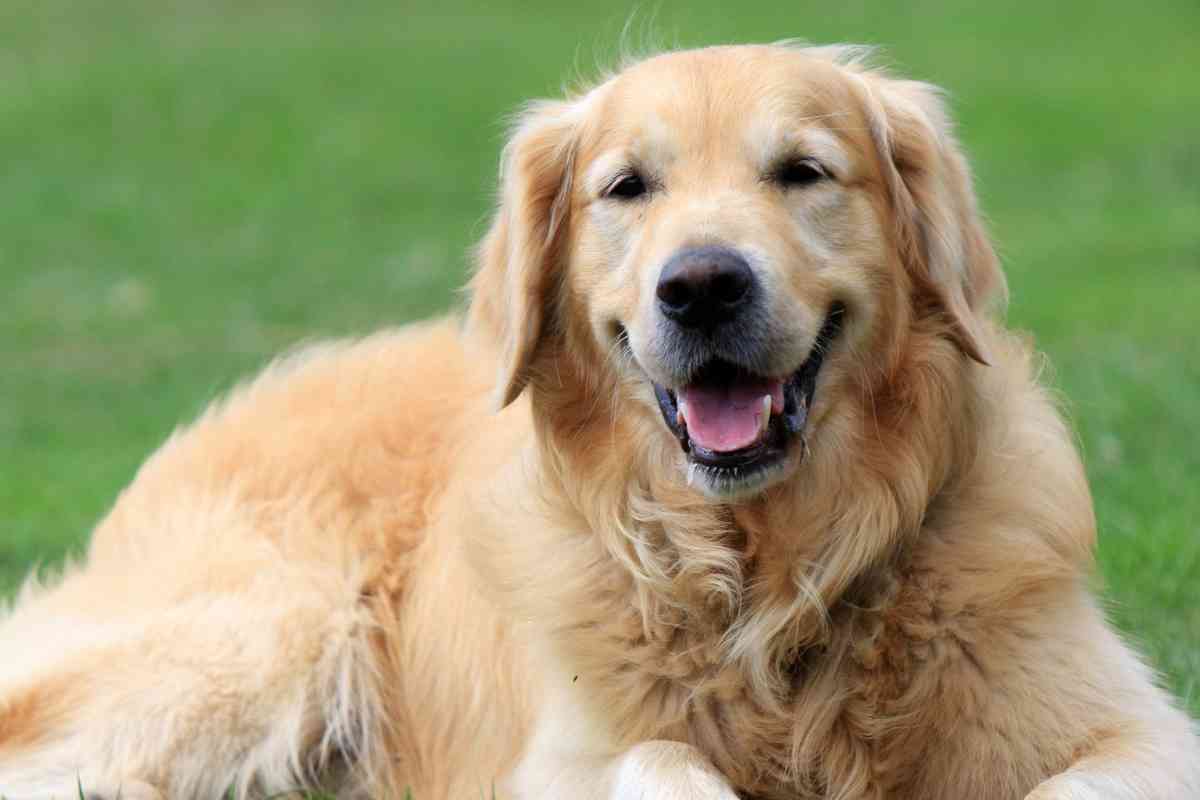 Why are Golden Retrievers so happy 1 9 Reasons Why Golden Retrievers Are So Happy