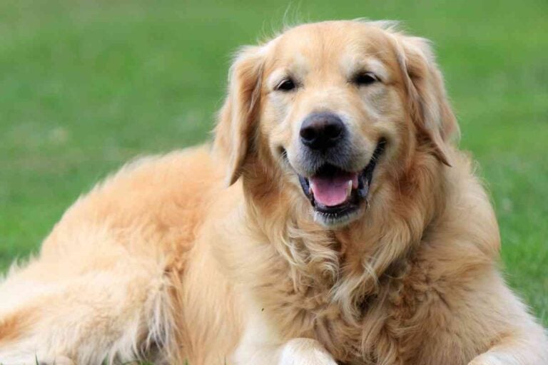 9 Reasons Why Golden Retrievers Are So Happy