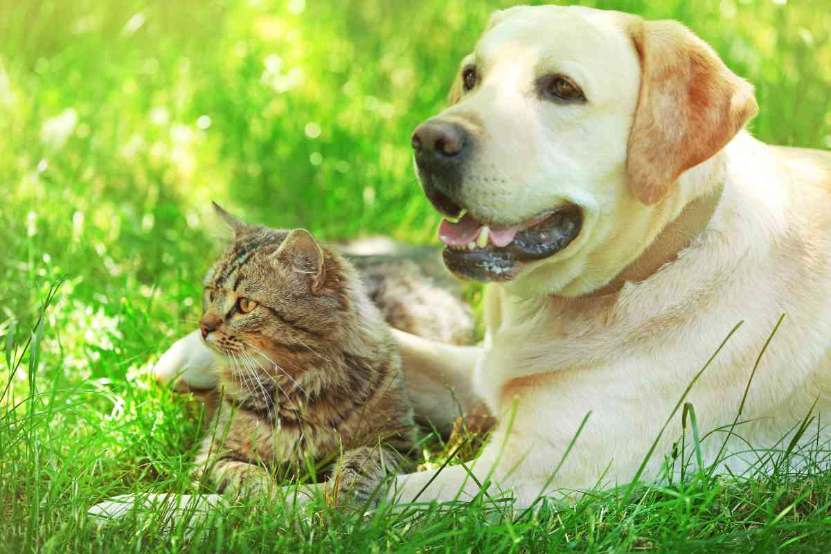 Are Labradors Good With Cats 1 1 Labrador Retrievers & Cats: The Ultimate Guide To A Peaceful Kingdom
