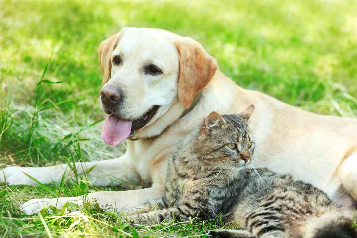 Are Labradors Good With Cats 1 Labrador Retrievers & Cats: The Ultimate Guide To A Peaceful Kingdom