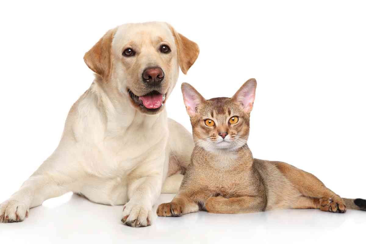 Are Labradors Good With Cats 2 Labrador Retrievers & Cats: The Ultimate Guide To A Peaceful Kingdom