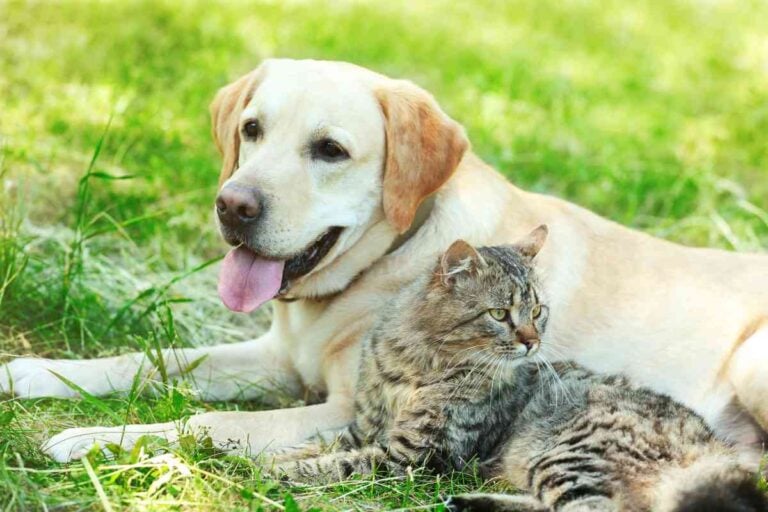 Labrador Retrievers & Cats: The Ultimate Guide To A Peaceful Kingdom