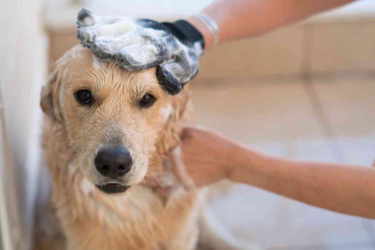 The 5 Best Shampoos For Labrador Retrievers - Retriever Advice