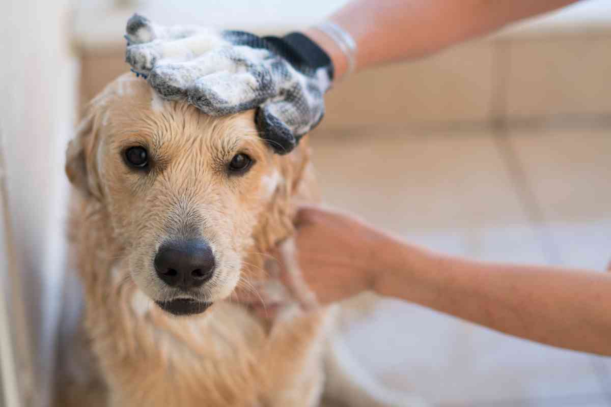 Best Shampoos For Labrador Retrievers 1 1 The 5 Best Shampoos For Labrador Retrievers