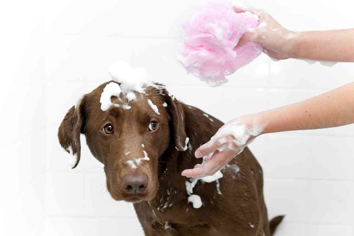 Best Shampoos For Labrador Retrievers 1 The 5 Best Shampoos For Labrador Retrievers