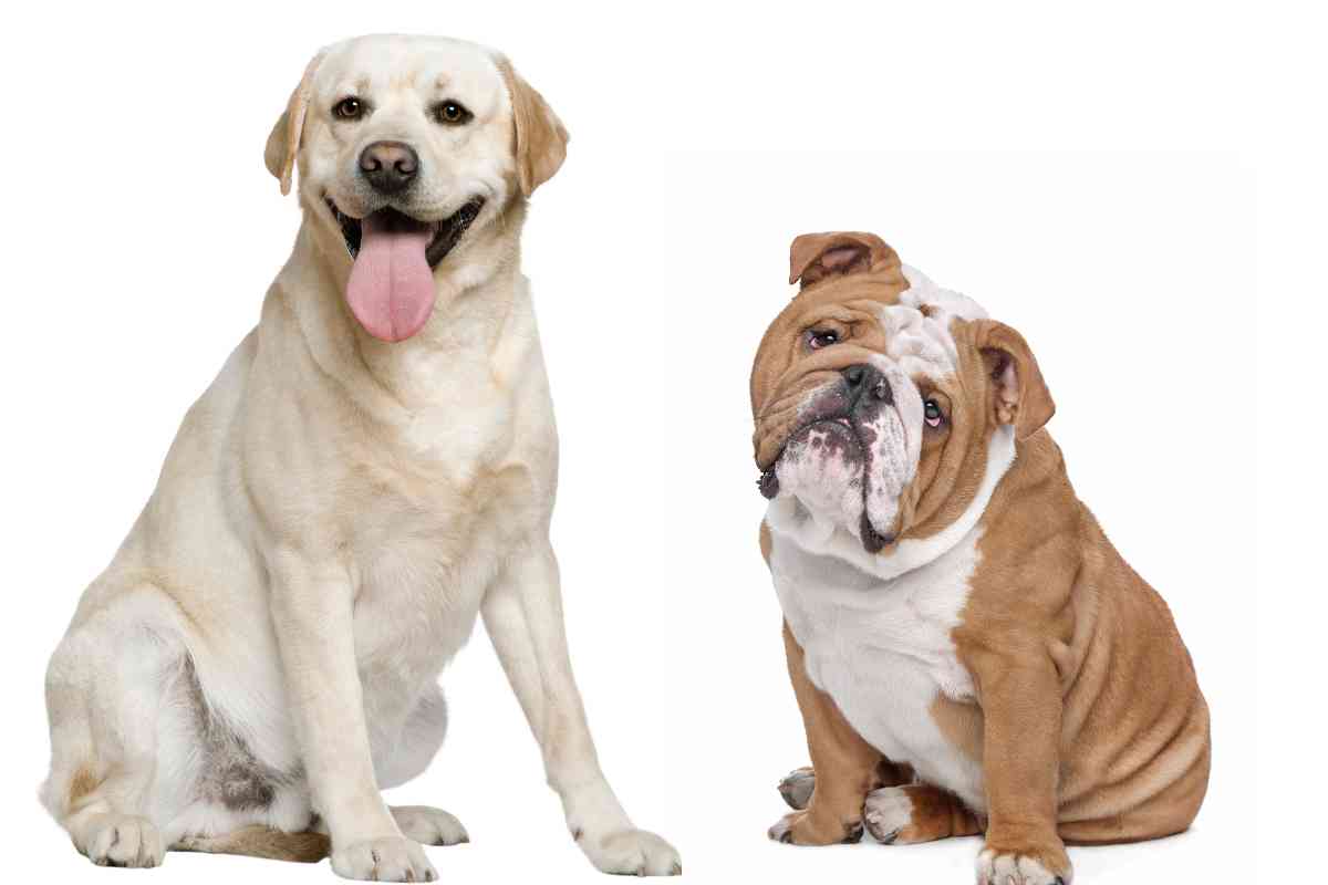 Bulldog vs. Labrador Retriever 1 <strong>Bulldog vs. Labrador Retriever: Just How Different Are They?</strong>