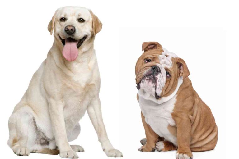 Bulldog vs. Labrador Retriever: Just How Different Are They?