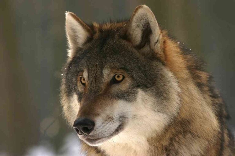 Can A Golden Retriever Kill A Wolf? Explained