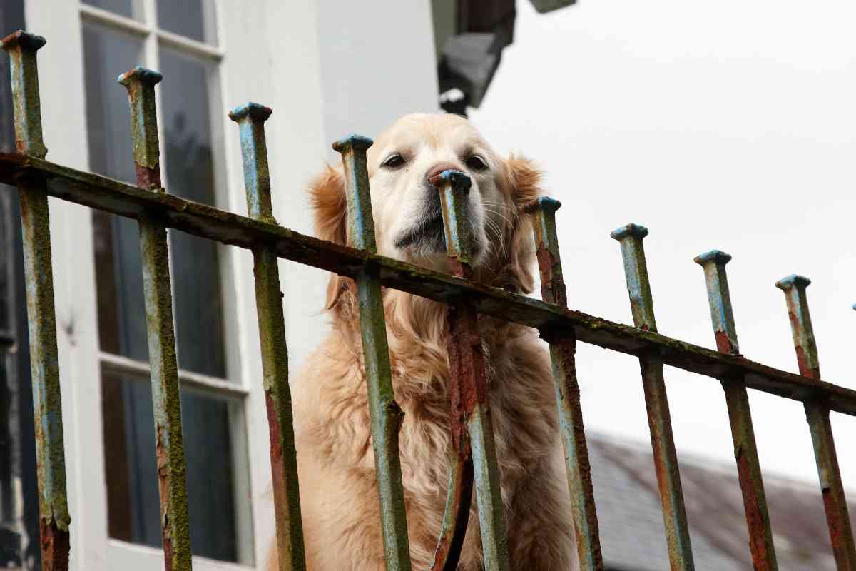 Can Golden Retrievers Do Protection Work 1 <strong>7 Reasons Why Golden Retrievers Are Good Protective Dogs</strong>