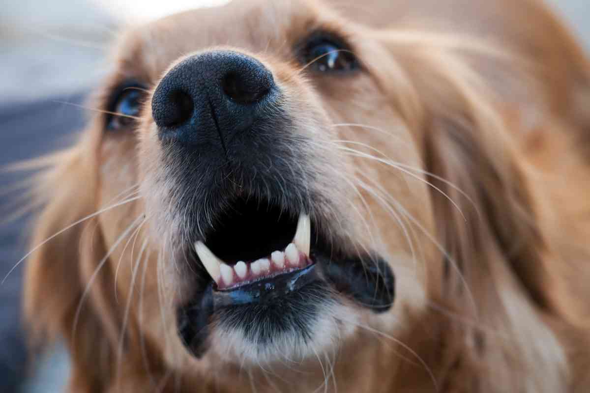 Can Golden Retrievers Do Protection Work 2 <strong>7 Reasons Why Golden Retrievers Are Good Protective Dogs</strong>