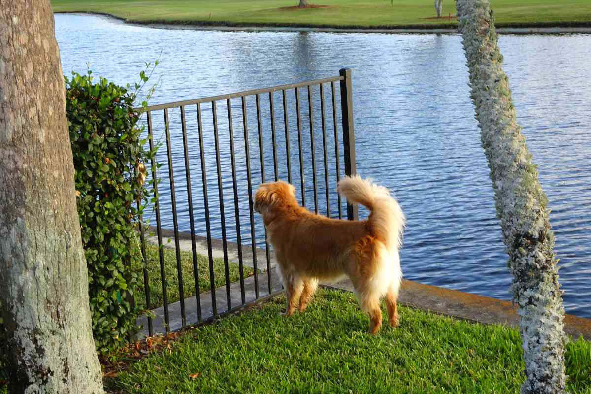 Can Golden Retrievers Do Protection Work 3 <strong>7 Reasons Why Golden Retrievers Are Good Protective Dogs</strong>
