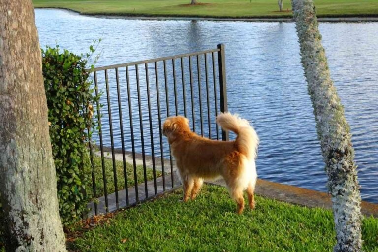 7 Reasons Why Golden Retrievers Are Good Protective Dogs