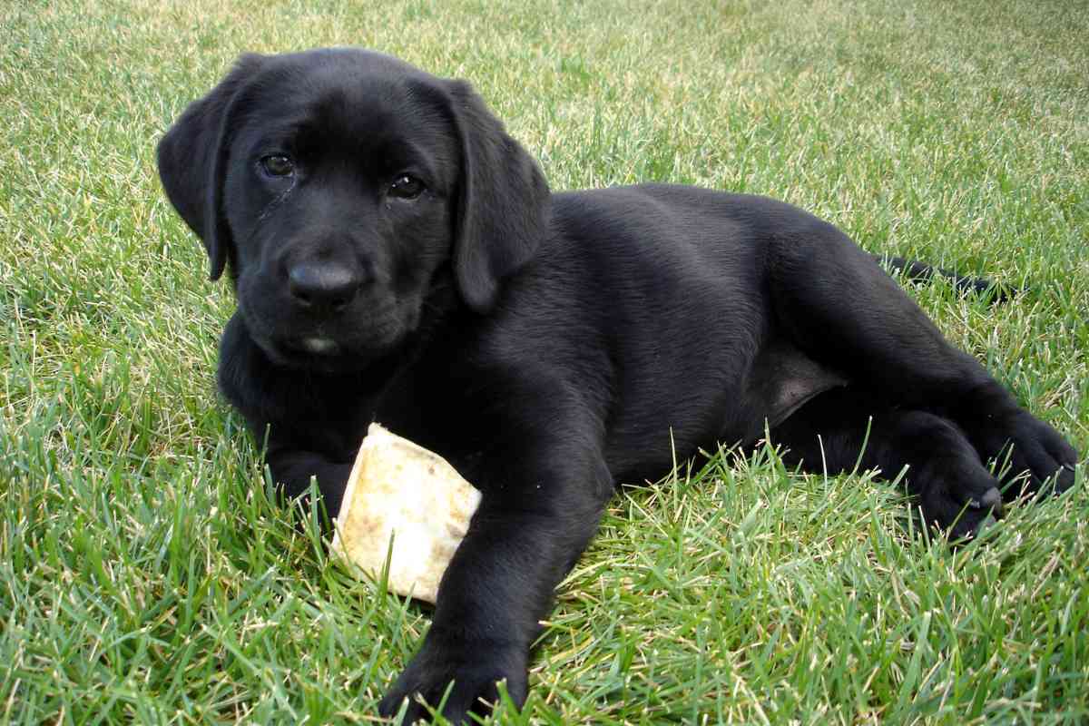 Can Yellow Labradors Have Black Puppies 1 1 Can Yellow Labradors Have Black Puppies? Explained!