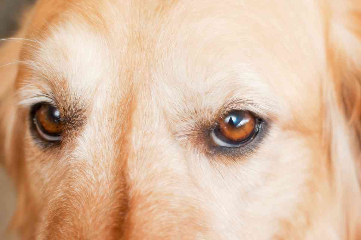 Can a Golden Retriever have red eyes 2 1 6 Causes Of Red Eyes In Your Golden Retriever