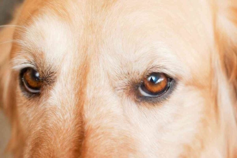 6 Causes Of Red Eyes In Your Golden Retriever
