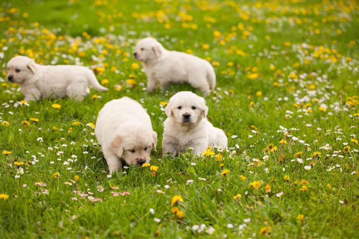 How Many Puppies Do Golden Retrievers Have 2 What Do I Do If My Golden Retriever Has Diarrhea? (Vet Answers!)