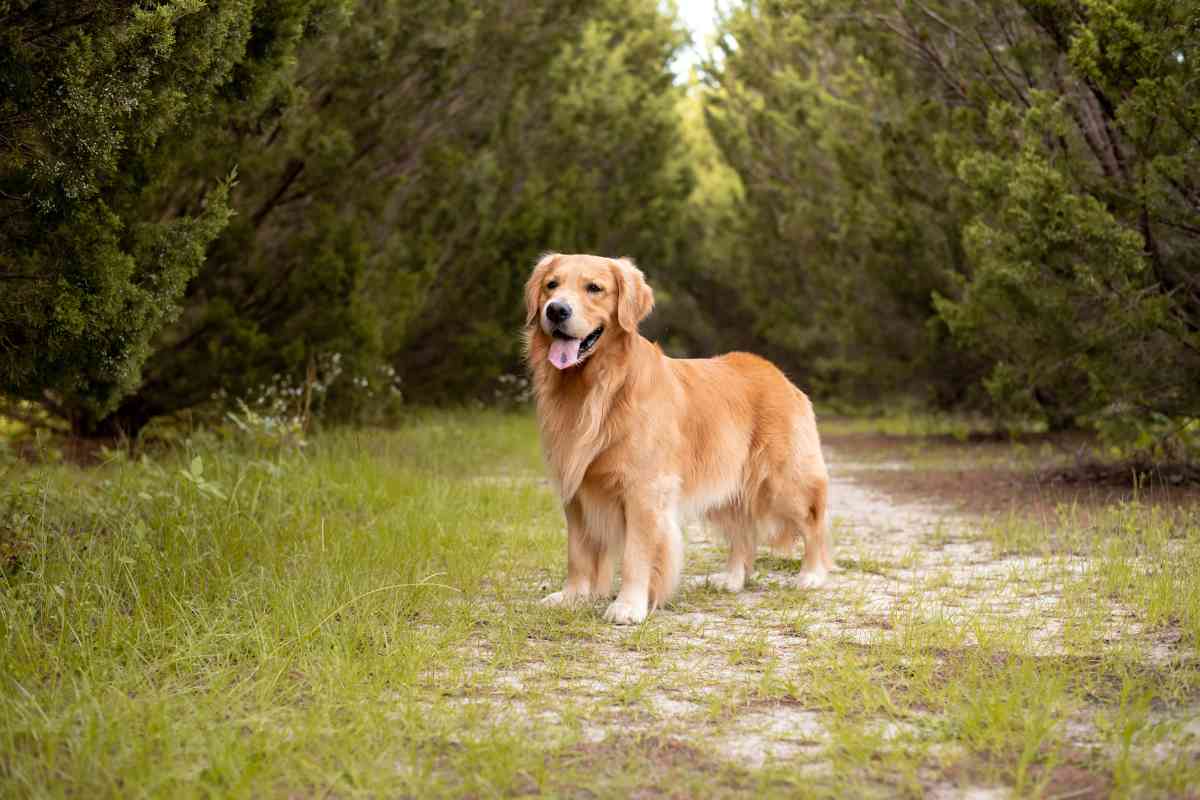 How To Tell If Your Golden Retriever Is Purebred 1 1 How To Tell If Your Golden Retriever Is Purebred