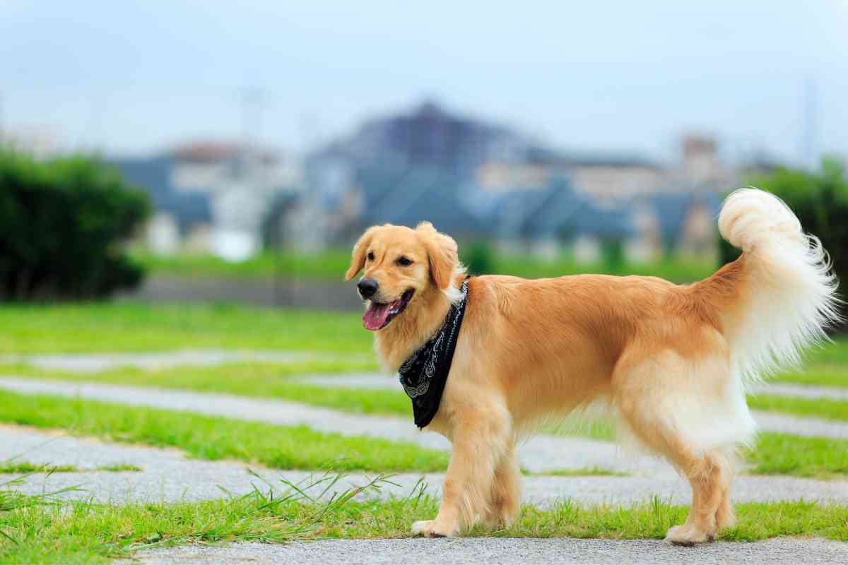How To Tell If Your Golden Retriever Is Purebred 1 How To Tell If Your Golden Retriever Is Purebred