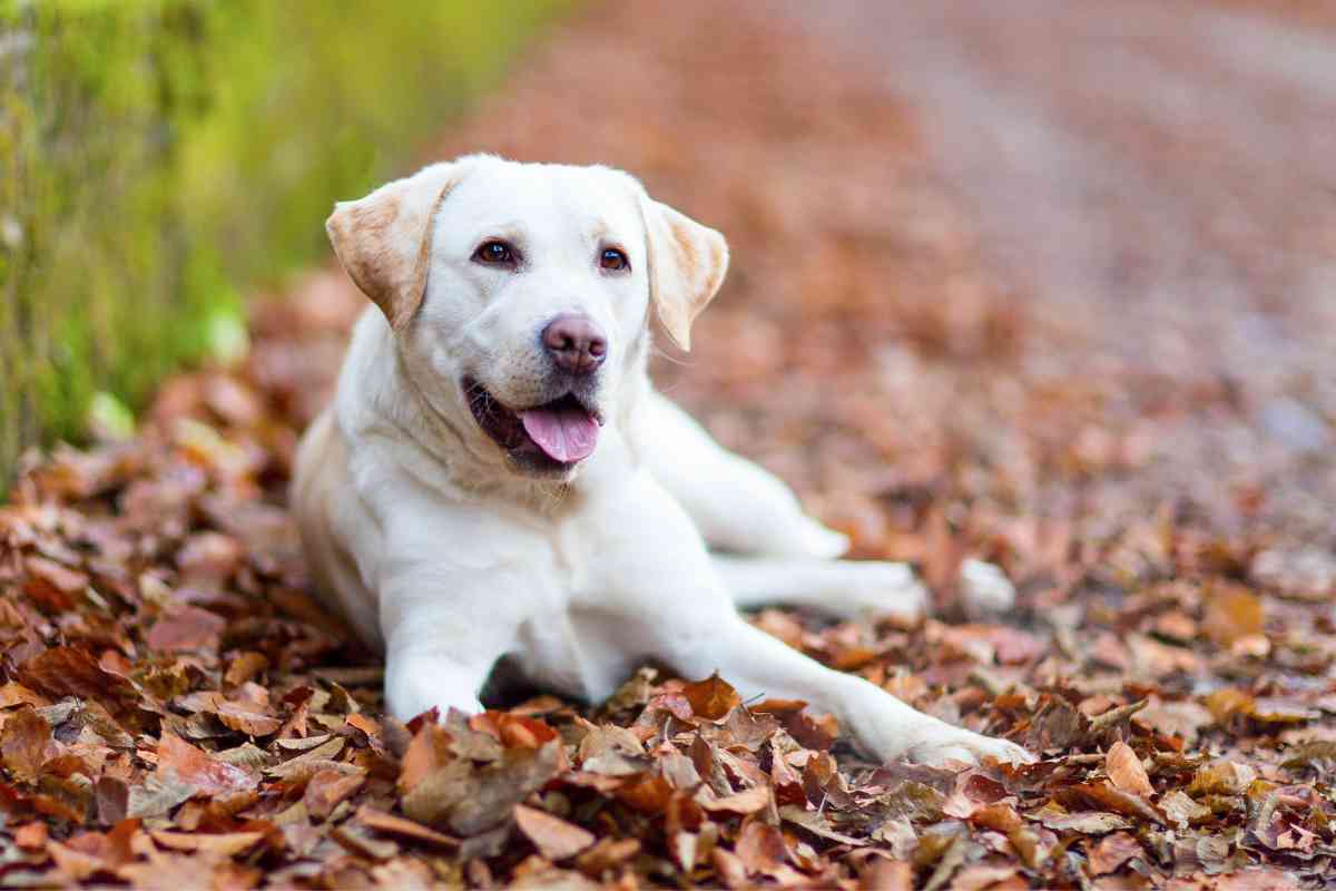 White Labrador Retriever Cost 1 2 White Labrador Retriever Cost: Prices Compared To Other Colors