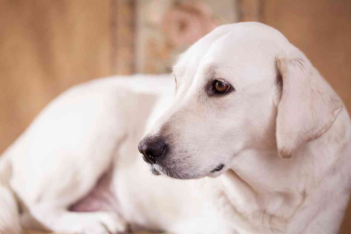 White Labrador Retriever Cost 2 White Labrador Retriever Cost: Prices Compared To Other Colors