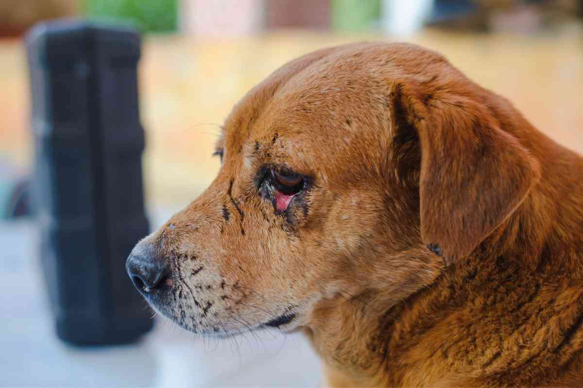 Why does my Labrador have red eyes 2 1 Labrador Retrievers With Red Eyes: 7 Reasons They’re Red + Home Cures